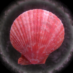 Alternative view of Mimachlamys pseudolima (G. B. Sowerby, II, 1842)