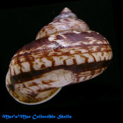 Alternative view of Cyclophorus sp.