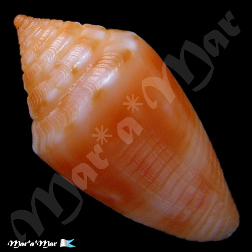 Alternative view of Conus damasoi Consignani, 2007