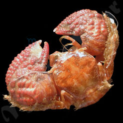Pachycheles monilifer Dana, 1852