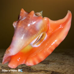 Strombus peruvianus Swainson, 1823