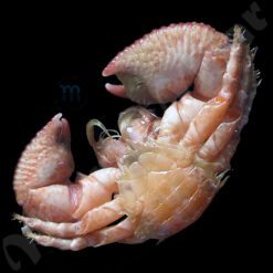 Pachycheles monilifer Dana, 1852 - Imagem 2