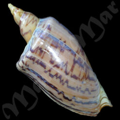 Zidona dufresnei distincta Lahille, 1895