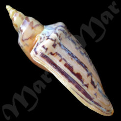 Zidona dufresnei distincta Lahille, 1895 - Imagem 2