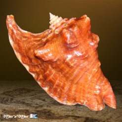 Strombus peruvianus Swainson, 1823 - Imagem 2