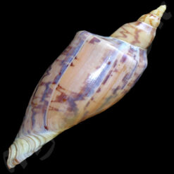 Zidona dufresnei distincta Lahille, 1895 - Imagem 3