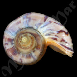 Zidona dufresnei distincta Lahille, 1895 - Imagem 4