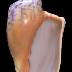Zidona dufresnei distincta Lahille, 1895 - Imagem 5