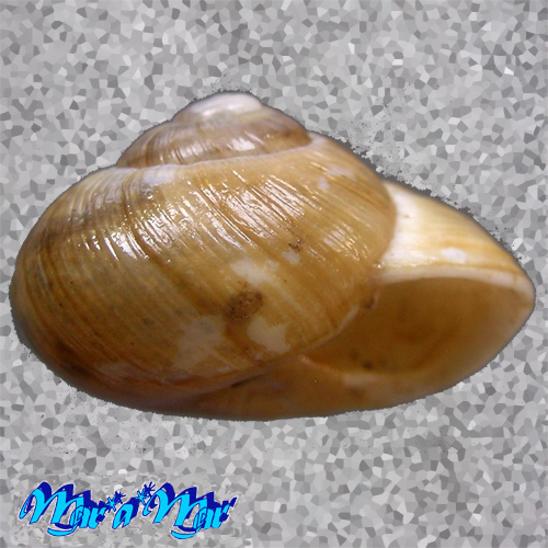 Zachrysia provisoria (Pfeiffer, 1844)