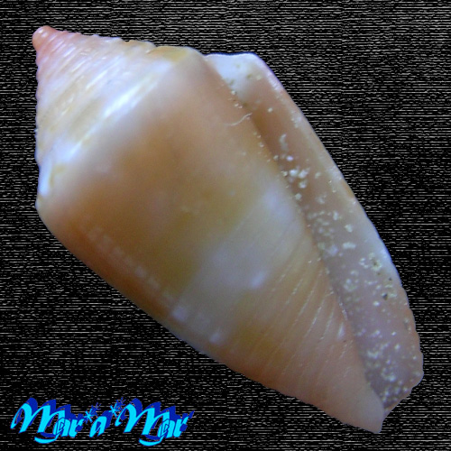 Conus damasoi Consignani, 2007
