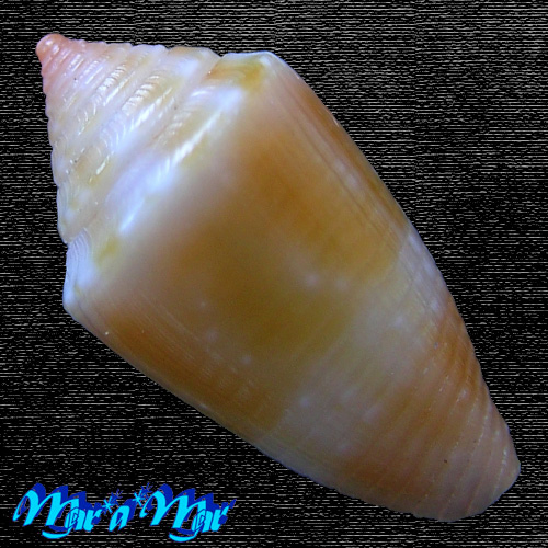 Alternative view of Conus damasoi Consignani, 2007