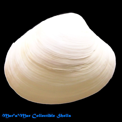 Pitar rostrata (Koch, 1844)