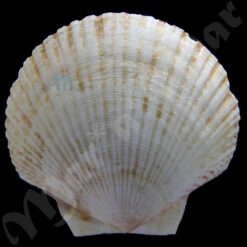 Euvola chazaliei (Dautzenberg, 1909)