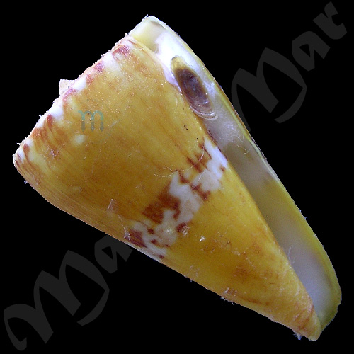 Conus riosi Petuch, 1986