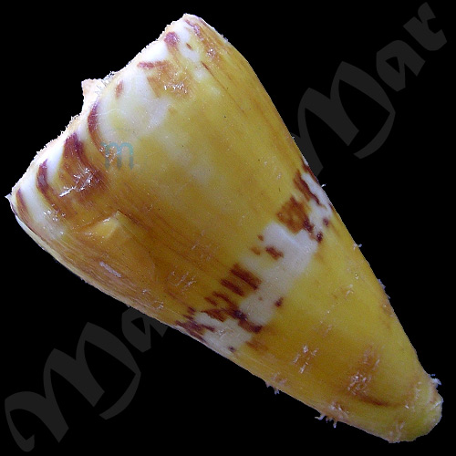 Conus riosi Petuch, 1986 - Image 2