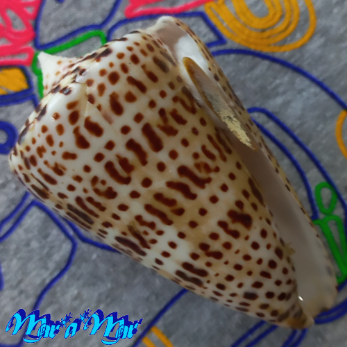 Conus spurius atlanticus Clench, 1942