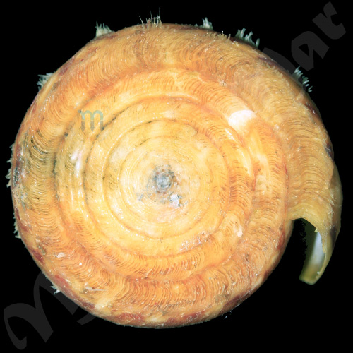 Conus riosi Petuch, 1986 - Image 3