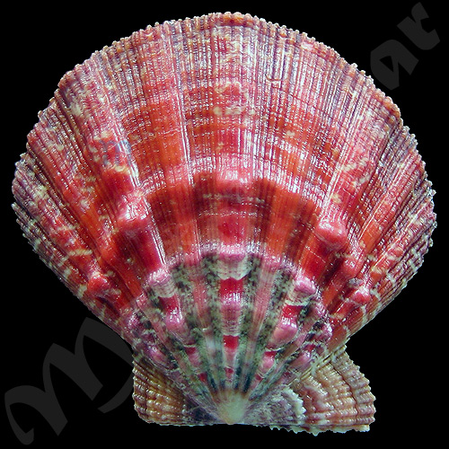 Nodipecten nodosus Linnaeus, 1758