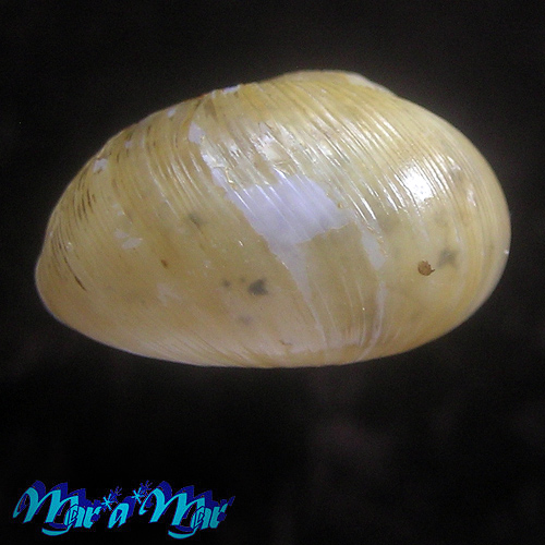 Alternative view of Zachrysia provisoria (Pfeiffer, 1844)