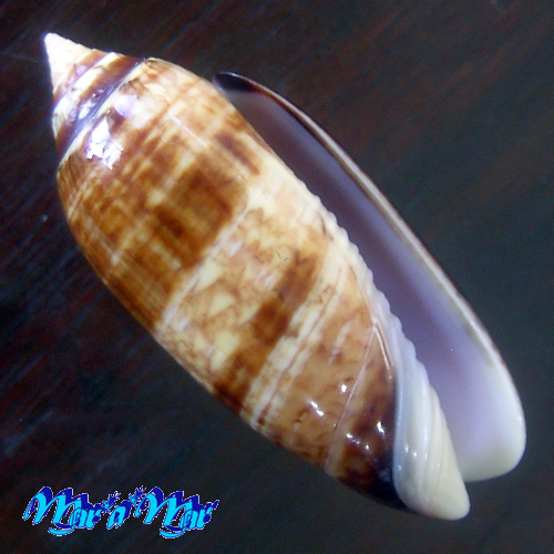 Oliva bifasciata bollingi Clench, 1934 - Imagem 2