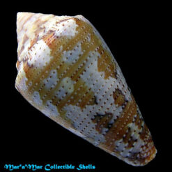 Seminoleconus mappa trinitarius Hwass, 1792 - Imagem 2