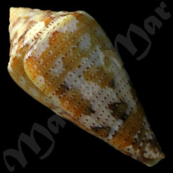 Seminoleconus mappa trinitarius Hwass, 1792 - Imagem 3