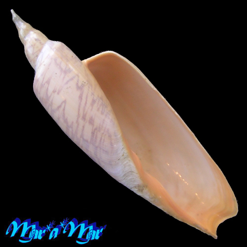 Zidona dufresnii (Donovan, 1823)