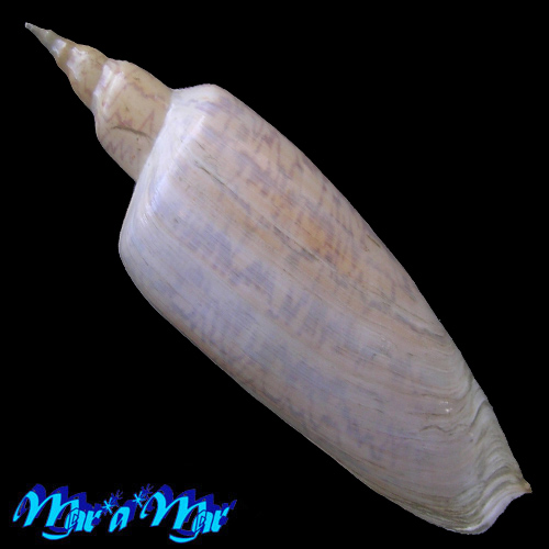 Alternative view of Zidona dufresnii (Donovan, 1823)