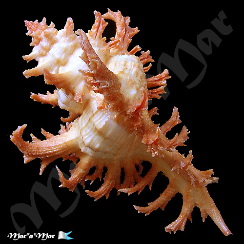 Chicoreus spectrum (Reeve, 1846) - Imagem 2