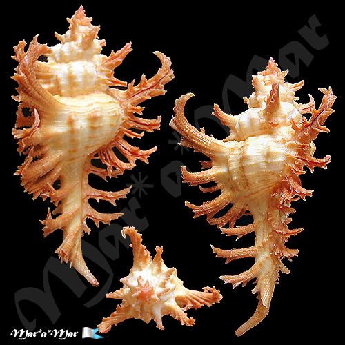 Chicoreus spectrum (Reeve, 1846) - Imagem 3