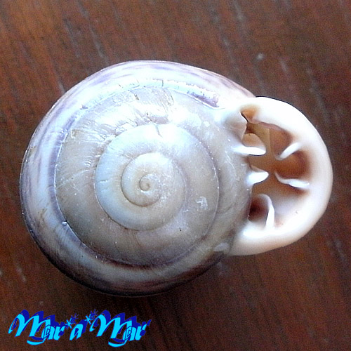 Anostoma tessa Simone, 2012