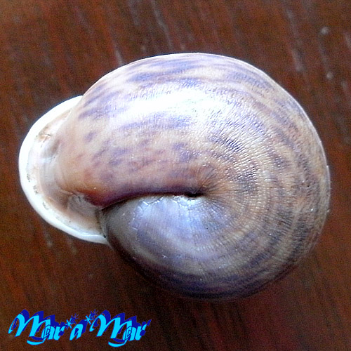 Alternative view of Anostoma tessa Simone, 2012