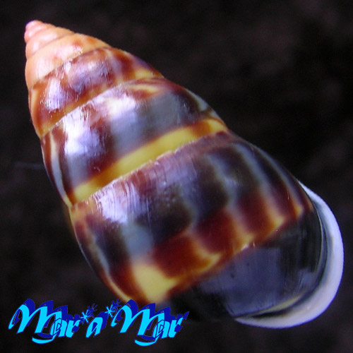 Amphidromus perversus melanostoma Pfeiffer, 1852 - Imagem 2