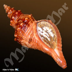 Pleuroploca princeps (Sowerby, 1825)