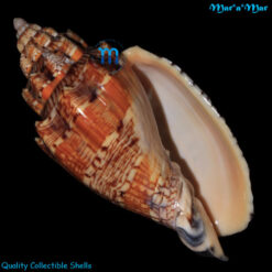 Voluta ebraea Linnaeus, 1758