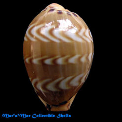 Cypraea (Palmadusta) ziczac ziczac (L., 1758)