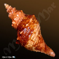 Pleuroploca princeps (Sowerby, 1825) - Imagem 2