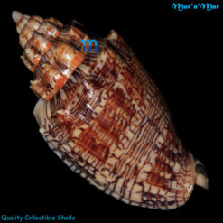 Voluta ebraea Linnaeus, 1758 - Imagem 2