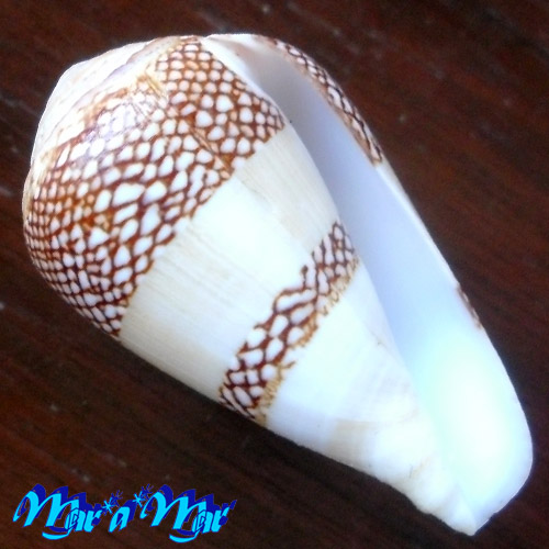 Conus mercator L., 1758