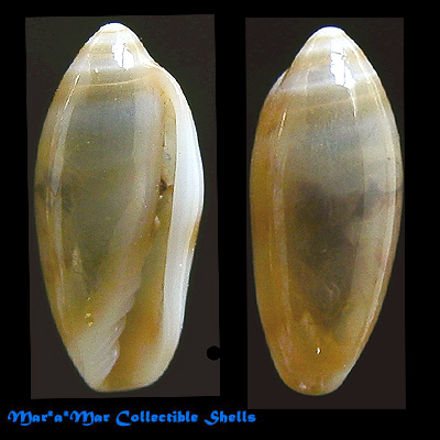 Volvarina cf. brasiliana Boyer, 2000