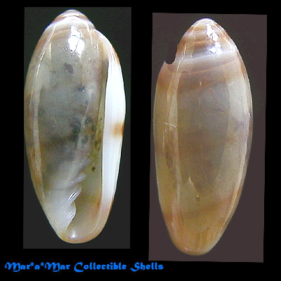 Volvarina cf. brasiliana Boyer, 2000 - Imagem 2