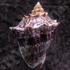 Alternative view of Voluta ebraea Linnaeus, 1758