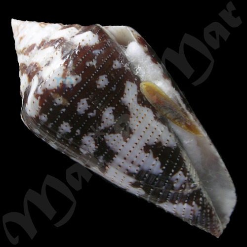 Seminoleconus mappa trinitarius Hwass, C.H., 1792