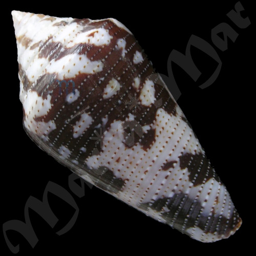 Seminoleconus mappa trinitarius Hwass, C.H., 1792 - Image 2