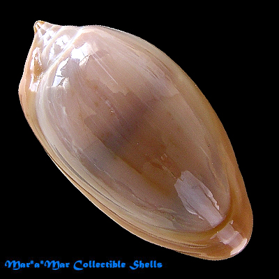 Prunum marginatum (Born,1778)