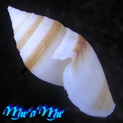 Bathytoma gordonlarki Tucker & Oliveira, 2011