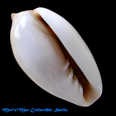 Prunum marginatum (Born,1778) - Image 2