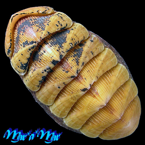 Chaetopleura angulata Spengler,1797