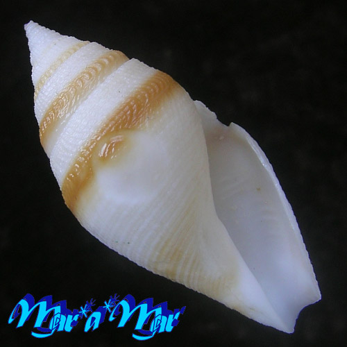 Alternative view of Bathytoma gordonlarki Tucker & Oliveira, 2011