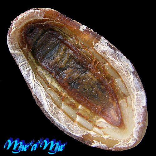 Alternative view of Chaetopleura angulata Spengler,1797